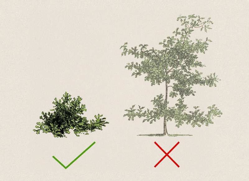 Tree and shrub forms of Quercus lusitanica