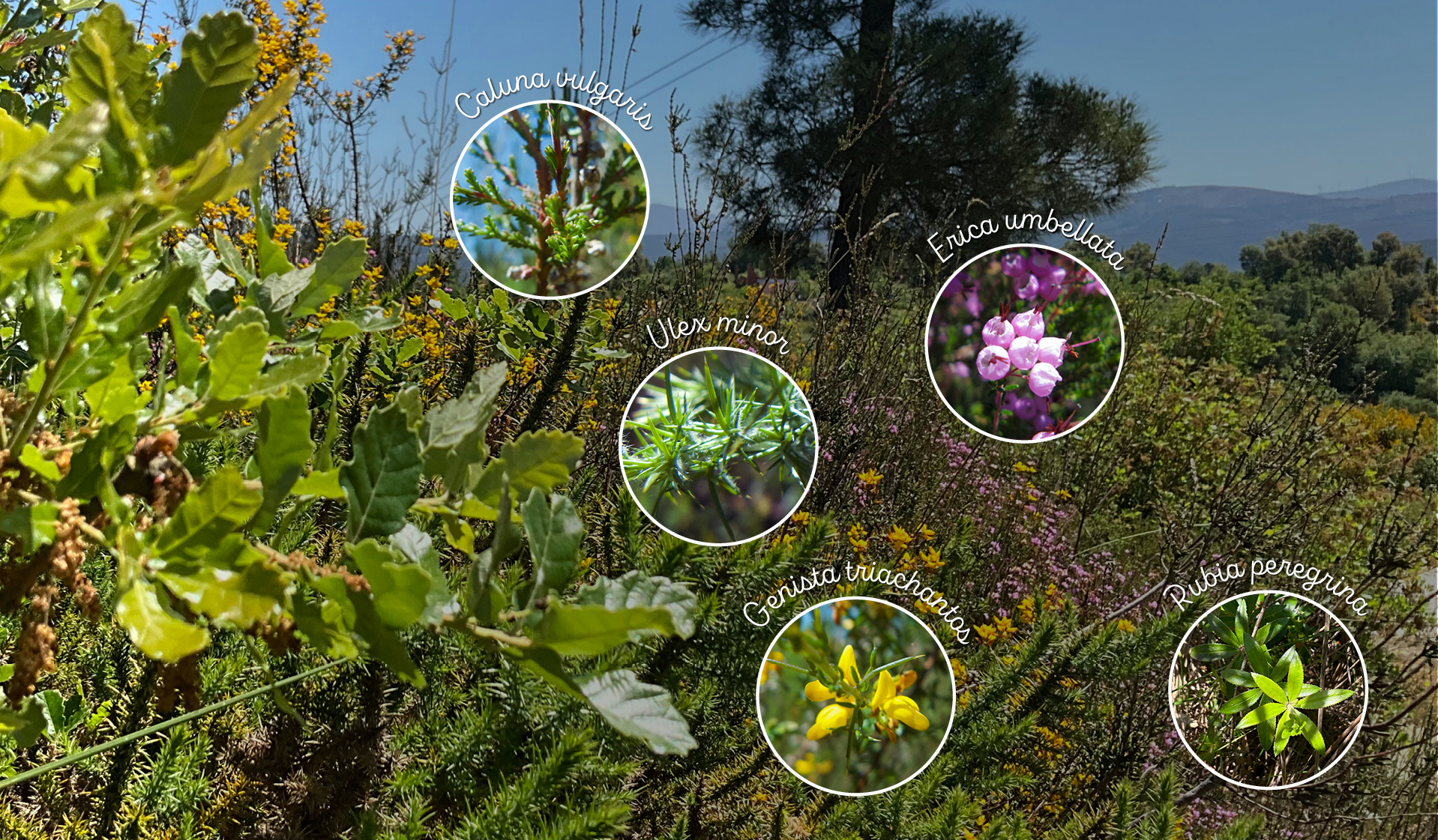 Species associated with Quercus lusitanica