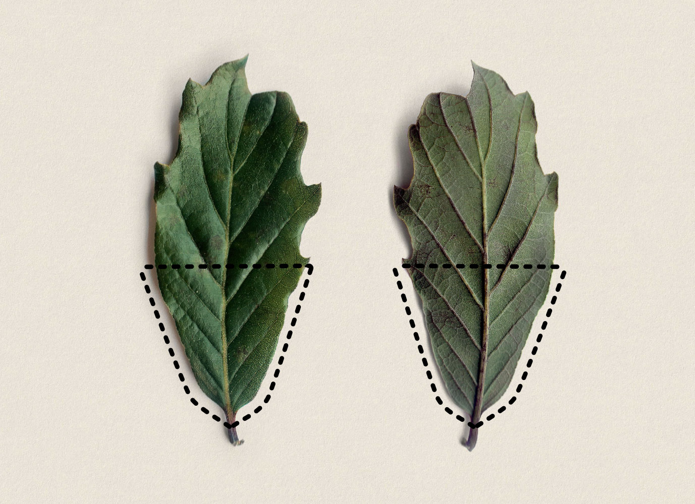 Typical leaf of Quercus lusitanica