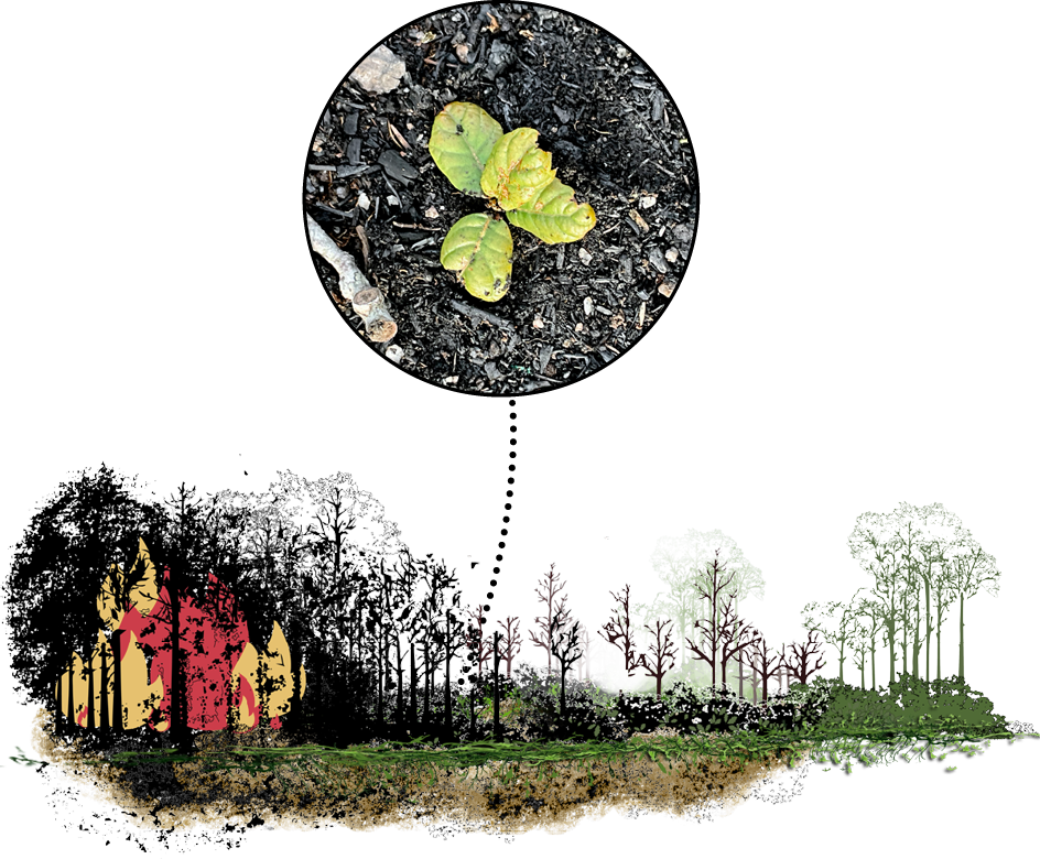 Regeneration after fire